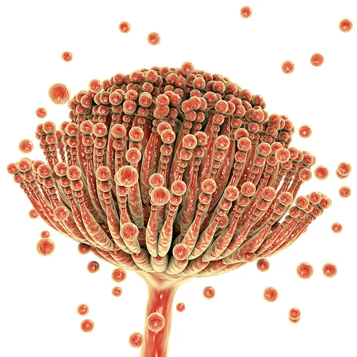 Mycotoxins